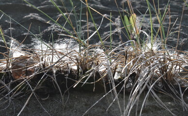 The soft sunlight and wind harmonized straws movement in Sapporo Japan