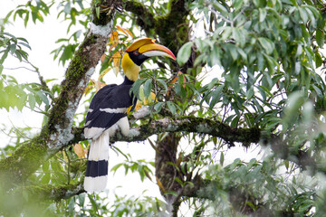 Beautiful hornbill bird, female Great hornbill, high angle view, side shot, perching on the branch in warm sunlight  in the morning in tropical moist montane forest, national park in north Thailand. © Thipwan