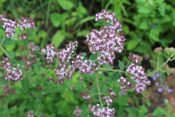 Obraz premium Flowers of origanum vulgare, marjoram, oregano. Natural background with bush basil, Ocimum minimum.