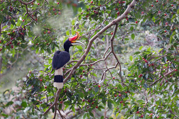 Beautiful hornbill bird, adult male Rhinoceros hornbill, high angle view, rear shot, foraging in the sunlight on the fruit tree under the clear sky in tropical rainforest, southern Thailand. © Thipwan