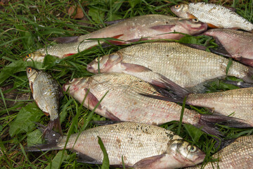 catch of river fish from the splinter: bream, crucian carp, rudd, roach	