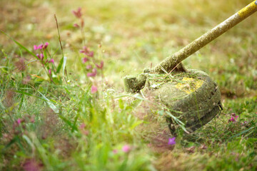 Trimmer mows grass close-up. Fishing line in motion and grass particles in air. Care of the lawn and the area near the house, summer cottage, landscape design, floristry, garden and crop. Copyspace