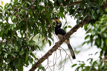 Closeup hornbill bird, adult Oriental pied hornbill, high angle view, front shot, sitting on the branch of the fruit tree in the nature of tropical forest, national park in the jungle of Thailand.