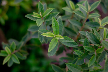 small ornamental green tree leaves