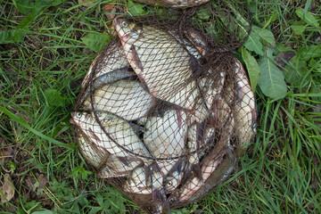 catch of river fish from the splinter: bream, crucian carp, rudd, roach	