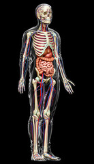 3d rendered medically accurate illustration of male Internal organs, skeleton and circulatory system