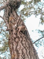 The tree trunk on which the squirrel sits
