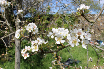 Poirier en fleurs