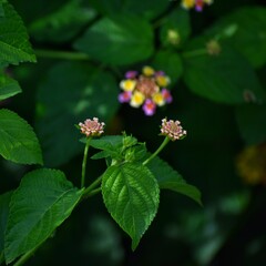 small colorful flower buds and green leafs