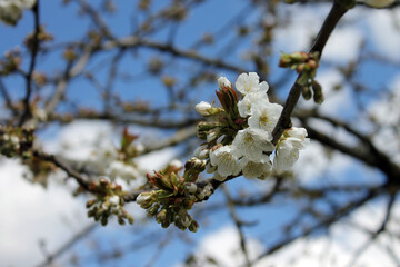 Fleurs de cerisiers