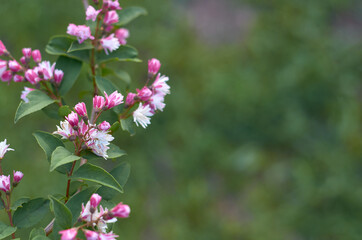 beautiful white and pink flowers on a branch with green leaves in the garden in summer