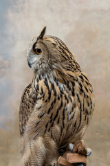Eagle owl closeup