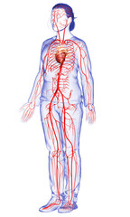 3d rendered medically accurate illustration of Female arteries