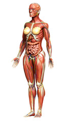 3d rendered medically accurate of the female anatomy