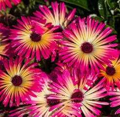 Obraz premium Mesembryanthemum flowers in a garden bed in suburban George South Africa