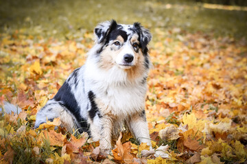 Australian shepherd is sitting in nature around are leaves in air. She is so cute dog.