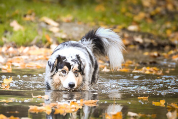 Australian shepherd in the water. It is autumn atmosphere and she loves water.