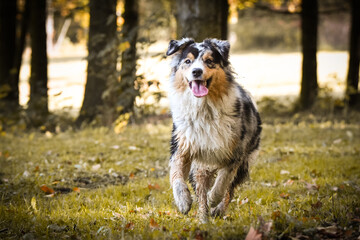 Portrait of Australian shepherd who is running in park with amazing background. Amazing autumn atmosphere in Prague.