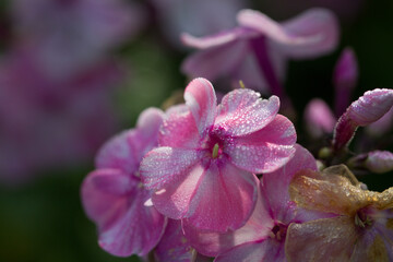 Fototapeta na wymiar Phlox flower is a popular garden plant