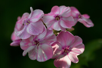 Fototapeta na wymiar Phlox flower is a popular garden plant