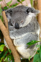 Sleeping koala