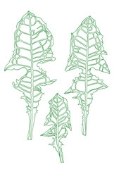 Green line leaves of dandelion. Botanical illustration. Drawing with ink
