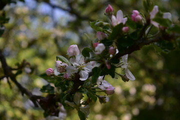 apple flowers in the orchard. blooming time in spring season