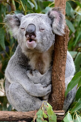 Male koala calling a lady