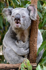 Male koala calling a lady © andriislonchak