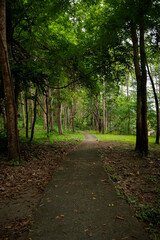 Pedestrian walk to explore the nature of green forest