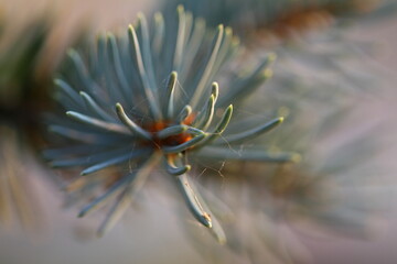 Coniferous needles of blue spruce close-up