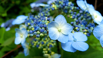 한국 제주도 한라산에 자생하는 야생 수국 