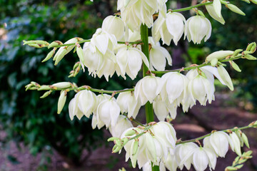 Many delicate white flowers of Yucca filamentosa plant, commonly known as Adam’s needle and thread, in a garden in a sunny summer day, beautiful outdoor floral background.