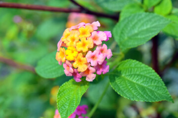 Beautiful Lantana Camara flowers  on green nature background. pink and yellow flowers