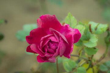 During winter, the pink rose flower blossomed with dew