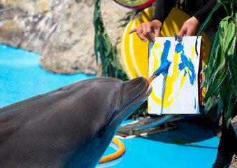 smart dolphin drawing with paint brush © Elena