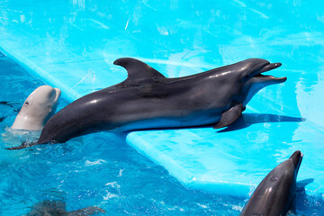 Playful dolphin in the pool