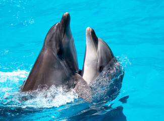 Two dolphins swim in the pool