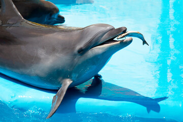 Dolphin eats fresh fish