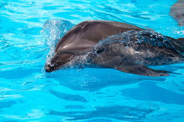 A young dolphin swims in the blue clear water