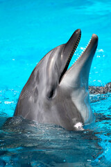 Fototapeta premium head of the dolphin blue water