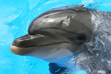 dolphin