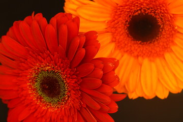 Colorful gerbera flowers close-up on a black background