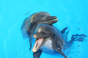 two dolphin