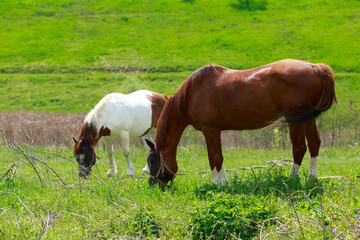 Two beautiful horses