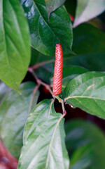 Javanese long pepper or Piper retrofractum grow on tree. In Indonesia called cabe puyang.