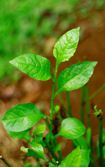 Fototapeta na wymiar Wild leadwort or Plumbago zeylanica plant in the garden.