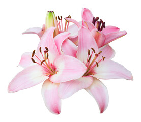 Spray of delicate pink lily flowers isolated on white.