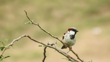house sparrow bird sitting on branch in forest with blur background