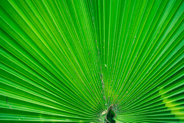 Fototapeta premium Emerging texture and pattern background with beautiful green palm leaf